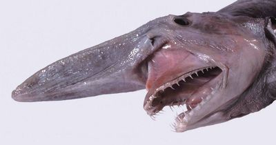 Terrifying goblin shark that grows to 20ft and lives in deepest, darkest parts of ocean