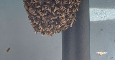 Bee swarm 'apocalypse' traps Bristol bakers inside their shop