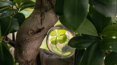 Growing success for Frenchman, the world's only breeder of four-leaf clovers