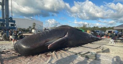 Massive sperm whale found dead off the coast had huge tangle of plastic bags in stomach