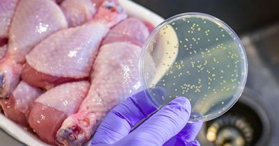 Salmonella food poisoning symptoms - what to look out for after supermarket 'do not eat' chicken recall