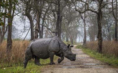 Rhino alive, horn gone: Poaching takes new form in Assam