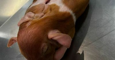 Mutant piglet born with two bodies but one head stumps scientists