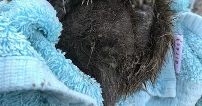 'Shearer' the hedgehog lucky to survive ordeal trapped in deep hole on Newcastle football pitch