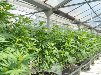 American Green To Buy 40K Square Foot "Cypress Chill" Cannabis Building For $3.75M