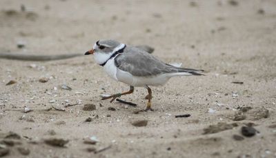 Monty the piping plover has died