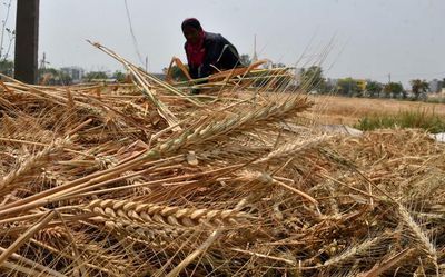 India prohibits export of wheat, onion seeds with immediate effect