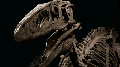 Skeleton of Deinonychus antirrhopus, the dinosaur that inspired Jurassic Park's velociraptor, sold at auction for $17.9 million