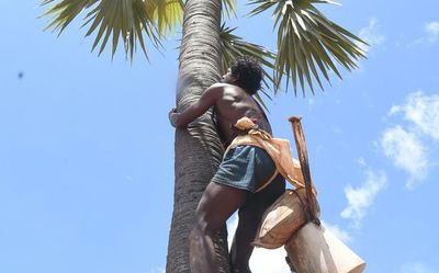 Toddy is banned in Tamil Nadu, but palm jaggery sustains the lives of palmyrah tappers