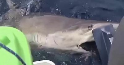 Huge 10ft shark bites down on boat motor and doesn't let go in spine-tingling footage