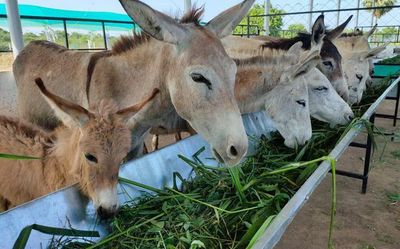 A school dropout rides high, selling donkey’s milk for ₹7,000 a litre