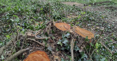 Belfast people 'despair' after council remove 200m of Hawthorne trees in bird nesting season