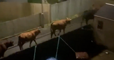 Scots footballer 'howling' after herd of cows rampage through housing estate