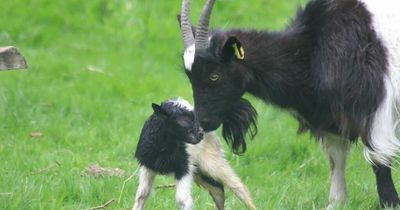 Edinburgh Zoo welcomes cute little Bagot goat kid that is yet to be named