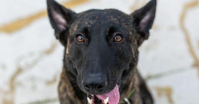 Manchester's loneliest pup - found wandering the streets two days before Christmas