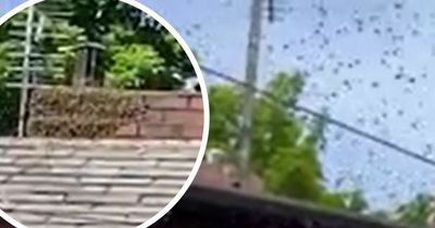 Huge swarm of wasps leaves family 'stuck' inside their home