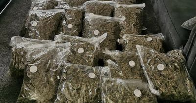 Police mock criminals after stumbling across £100,000 of cannabis
