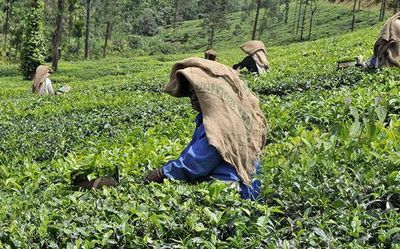 Rupee-rouble trade, Lankan crisis lift tea exports from Kerala