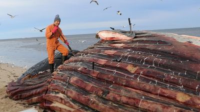Whale bone collector uncovering secrets of world's largest marine mammals