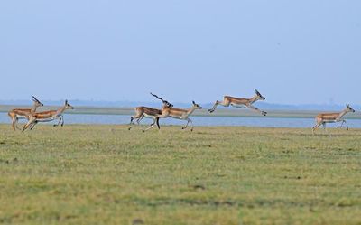 Where have the blackbucks bolted?