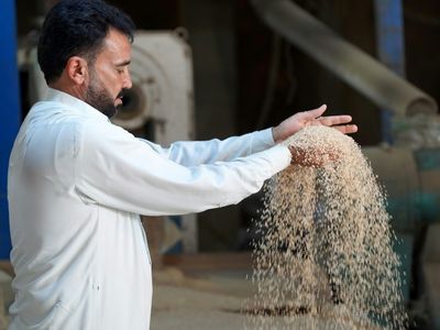 Iraq's prized rice crop threatened by drought