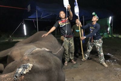 Sick wild elephant given medical care
