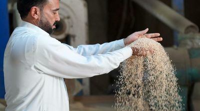 Iraq's Prized Rice Crop Threatened by Drought