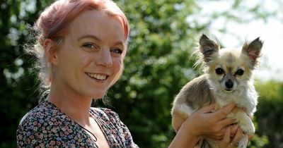 Smallest dog in Britain revealed as tiny Chihuahua who can fit inside a shoe