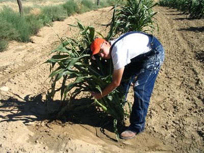 The Hopi farmer championing Indigenous agricultural knowledge