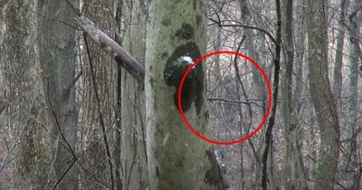 Two hikers claim they've spotted scary Bigfoot creature while walking in woods