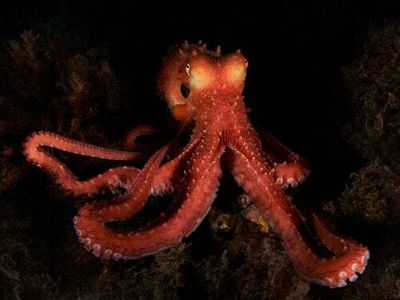Octopus facts: 5 incredible tidbits you didn't know about the cephalopod