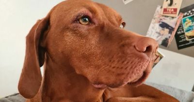 Dog owner issues warning as beloved pet is bitten by a venomous snake in the North East countryside