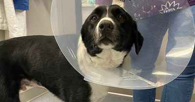 Dog who swallowed tennis ball lucky to be alive after it caused devastating damage