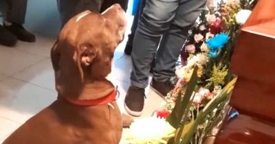 Heartbreaking moment mourning dog pays final respects to owner at funeral