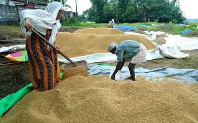 Delay in paddy procurement adds to farmers woes
