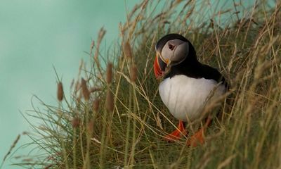 10 of the best UK birdwatching breaks