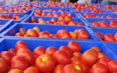 Low supply of tomatoes spikes prices
