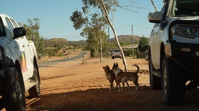 This is what voting in the federal election looks like in the heart of the Central Australian desert