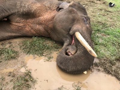 Wild elephant dies from septicemia