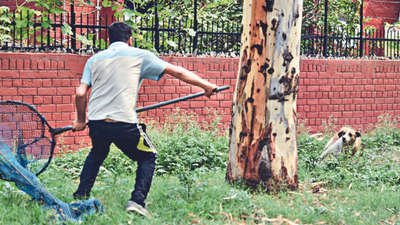 Aggressive dogs in locality? Call helpline