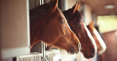 Thousands of thoroughbred horses killed to eat in Ireland as 'sickening' figures slammed