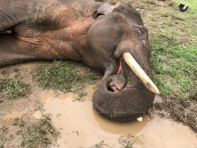 Wild elephant dies from septicaemia