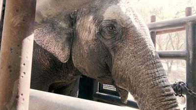 VIDEO: Packed Their Trunks: Ex Circus Elephants Move To Lush New Sanctuary