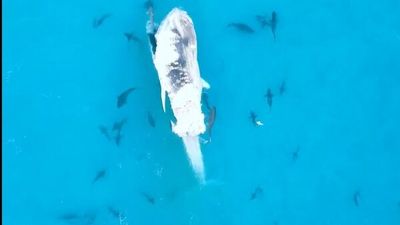 Drone footage captures shark feeding frenzy off the coast of Albany as whale carcass washes up