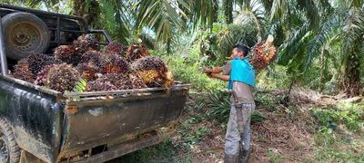 Indonesian farmers decry palm oil export ban as prices plummet