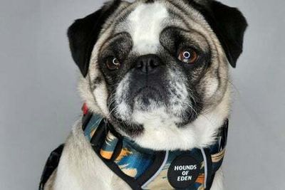 Best dog harnesses for 2022 tried and tested