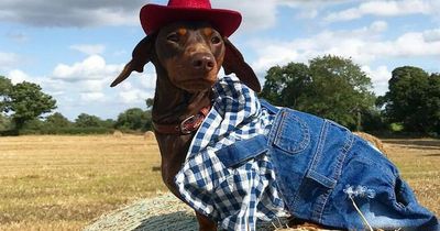 Meet Aldi star Rocco who has a bigger wardrobe than his owner and drives around in a mini-Mercedes