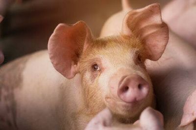 Pig-human heart transplants still have a long way to go