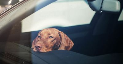 Expert urges dog owners to never leave pets alone in car regardless of weather
