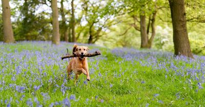 Experts issue warning to pet owners over letting their dogs run through long grass